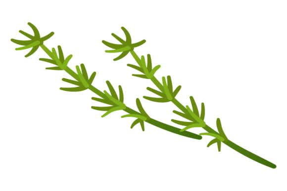 Download Thyme Branch. Aroma Herb Icon. Natural P - Natural Collection