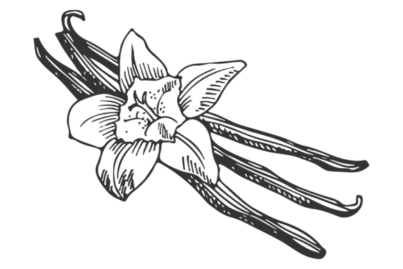 Download Vanilla Spice Sketch. Natural Aroma Plan - Natural Collection